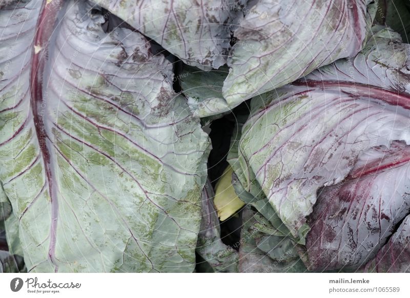 Cabbage 2 Leaf Foliage plant Agricultural crop Fresh Healthy Multicoloured Green Violet Colour photo Exterior shot Close-up Detail Macro (Extreme close-up)