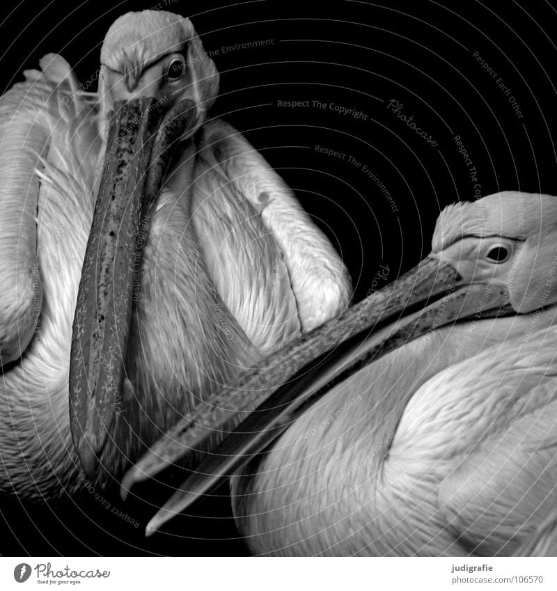 pelicans Bird Pelican Web-footed birds 2 To talk Feather Beak Calm Soft Grief Captured Animal Zoo Black & white photo waterfowl Sit Wing Shadow Sadness Eyes