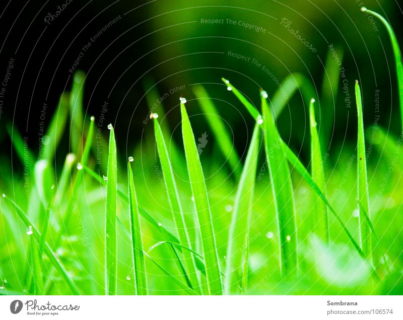 teardrops Blade of grass Grass Meadow Dew Drops of water Corner Point Green Illuminate Nature Light Shadow Macro (Extreme close-up) Close-up Spring sharp-edged