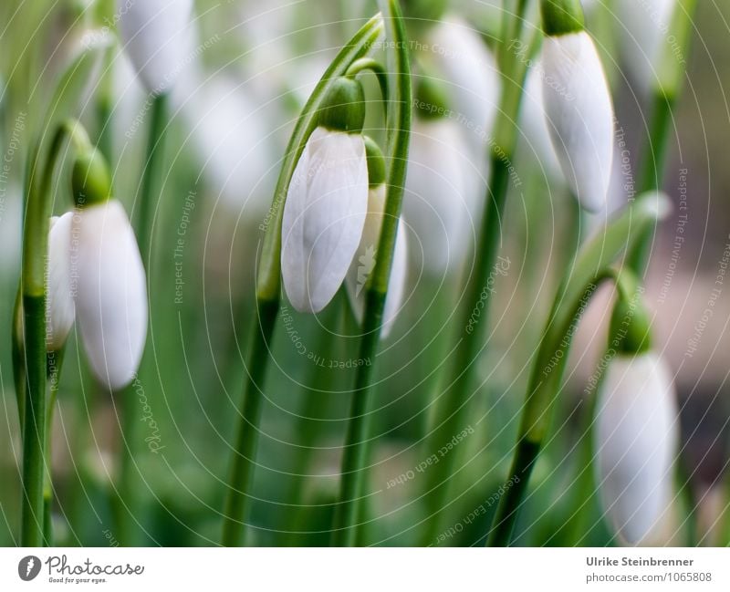 Spring Guard 1 Environment Nature Plant Flower Leaf Blossom Snowdrop galanthus Garden Park Meadow Blossoming Hang Illuminate To swing Stand Growth Esthetic