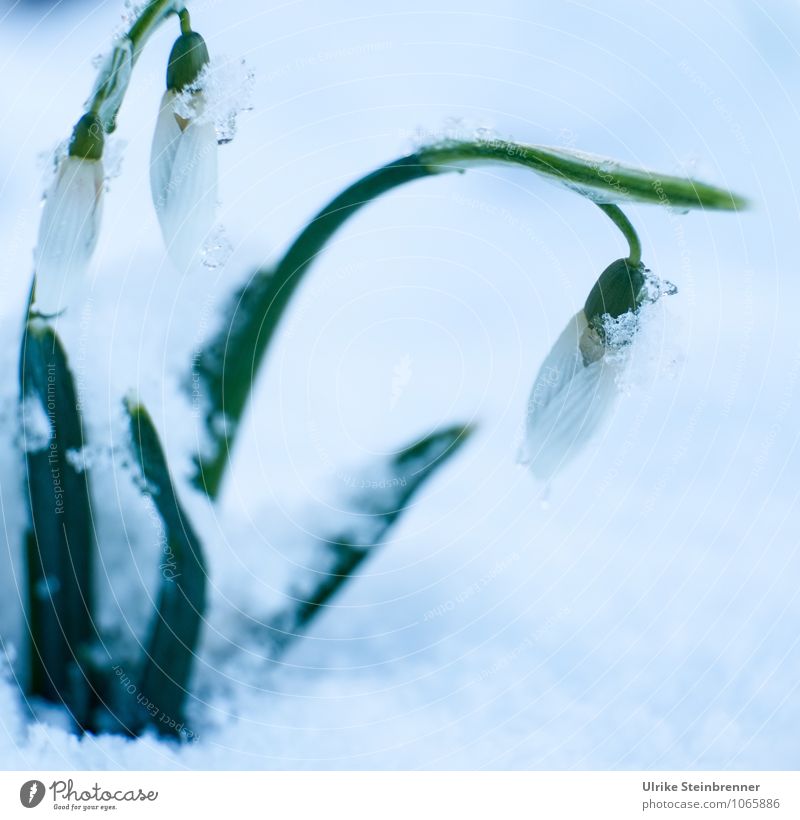 Farewell to winter! Environment Nature Plant Spring Winter Bad weather Ice Frost Snow Flower Leaf Blossom Snowdrop galanthus Garden Meadow Blossoming Freeze