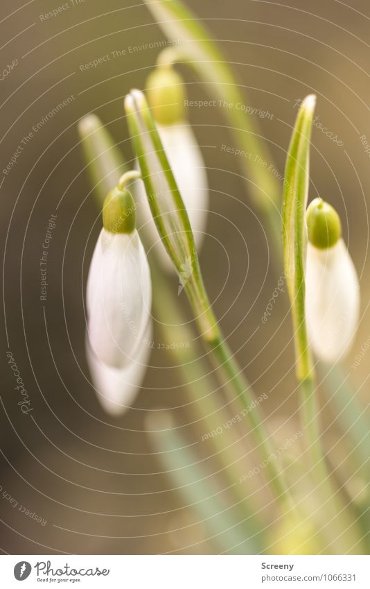 It spring... Nature Plant Spring Flower Leaf Blossom Snowdrop Garden Meadow Blossoming Growth Small Green White Spring fever Beginning Delicate Colour photo