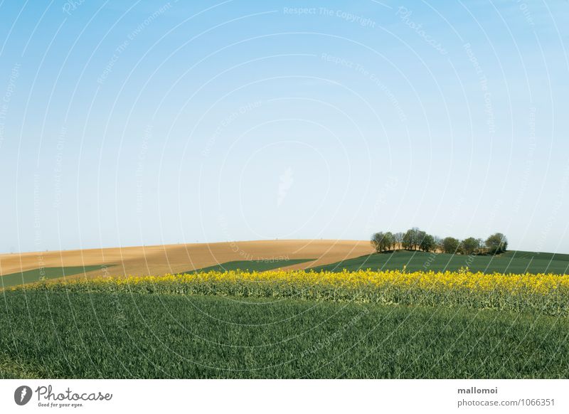 Landscape with graphically arranged fields Agriculture Forestry Environment Nature Plant Earth Sky Cloudless sky Climate Field Hill Esthetic Blue Yellow Green
