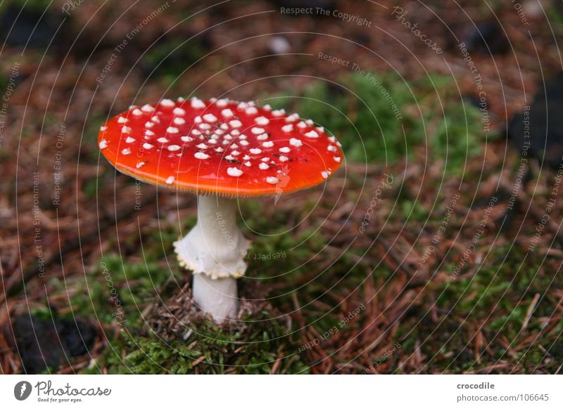 poison mushroom Amanita mushroom Poison Dangerous Fairy tale Plant Warning colour White Intoxicant Macro (Extreme close-up) Close-up Mushroom Threat