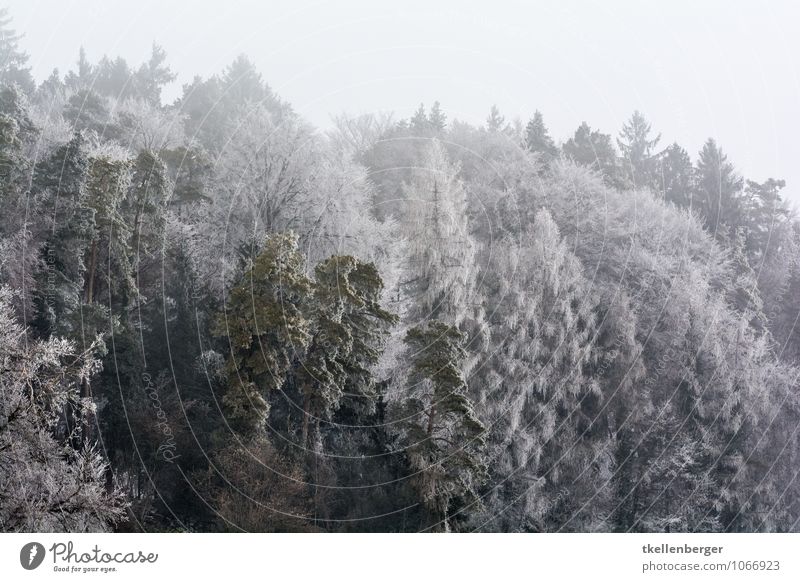 Frost as white as summer Nature Winter Ice Snow Tree Forest Cold women's field Stählibuck Fog Clouds Cloud cover Hoar frost Calm Bad weather Snowfall Bushes