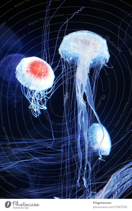 Jellyfish photo three Animal Fish Zoo Aquarium Group of animals Flock Rescue Swimming Lamp Lighting Bright Colours Dye Play of colours Colour palette
