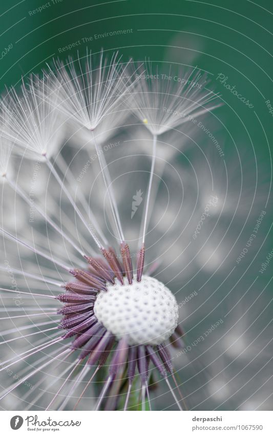 dandelion Nature Plant Green White Fine Thin Flower Macro (Extreme close-up) Colour photo Exterior shot Deserted Day Blur Shallow depth of field
