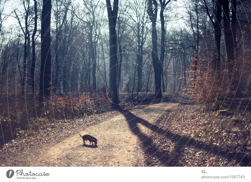small dog, big forest Environment Nature Landscape Elements Sunlight Autumn Winter Climate Climate change Weather Beautiful weather Tree Bushes Forest Animal