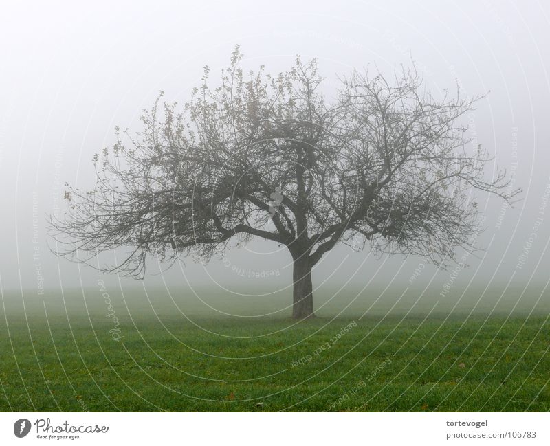 Tree in the fog Fog Damp Cold Beautiful Nature Grief Autumn Wet Meadow Green Fresh Winter Switzerland Landscape Old Sadness