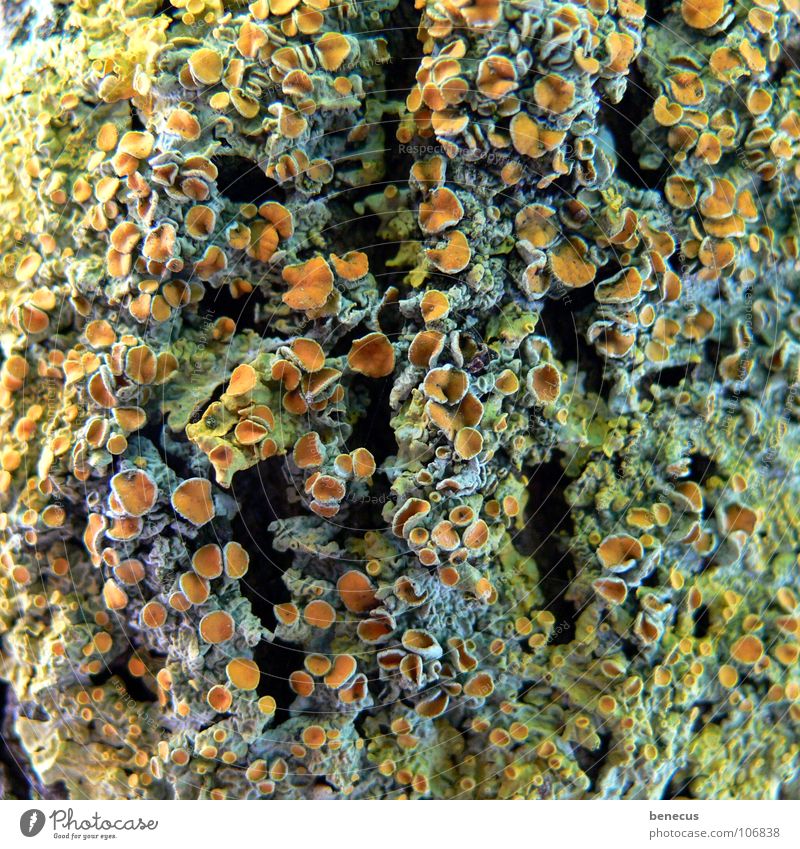 Coral Reef ? Reticular Multicoloured Hollow Tree Spore Coral reef Plant Botany Verdant Lichen Bond green algae Orange Open Opening Structures and shapes
