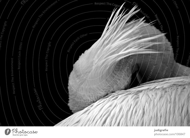 pelican Bird Pelican Web-footed birds Feather Beak Calm Sleep Soft Grief Beautiful Captured Animal Zoo Black & white photo waterfowl Wing Shadow Sadness Elegant
