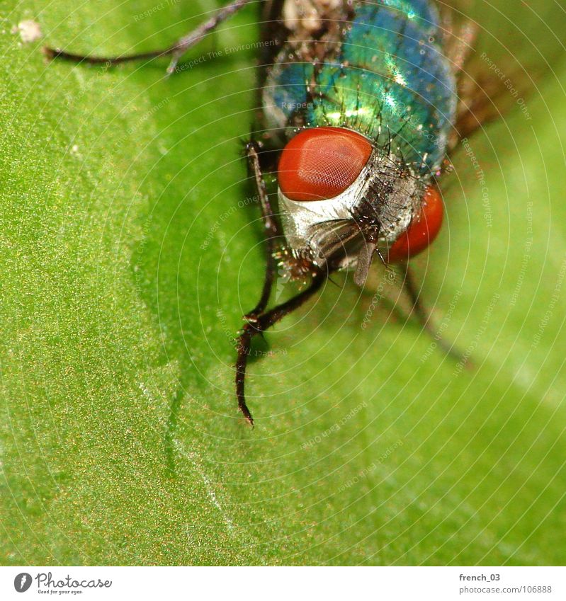 macro-fly Nature Plant Animal Leaf Fly Animal face Wing 1 Cleaning Sit Threat Blue Green Red Cleanliness Fascinating Insect Easy Compound eye Legs Hypnotic