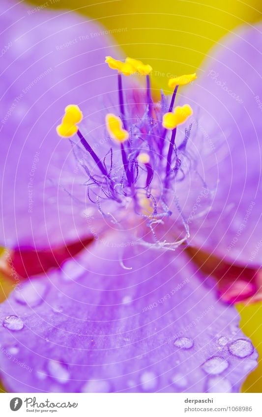 hairy Nature Plant Drops of water Spring Rain Flower Beautiful Wet Yellow Violet Blossom Colour photo Exterior shot Macro (Extreme close-up) Deserted Day Blur