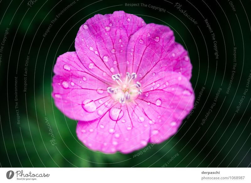 Pink drops Plant Drops of water Spring Rain Flower Blossom Wet Colour photo Exterior shot Macro (Extreme close-up) Deserted Blur Shallow depth of field