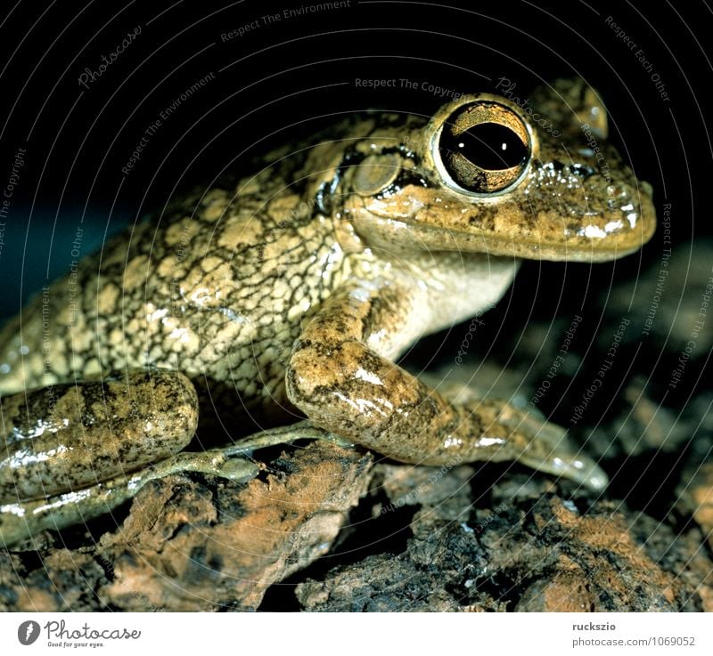 Cubalaub frog, Osteopilus, septentrionalis, Animal Frog Brown Cubanaub frog osteopilus Amphibian amphibians animals Frogs vertebrate Tree frog type of frog