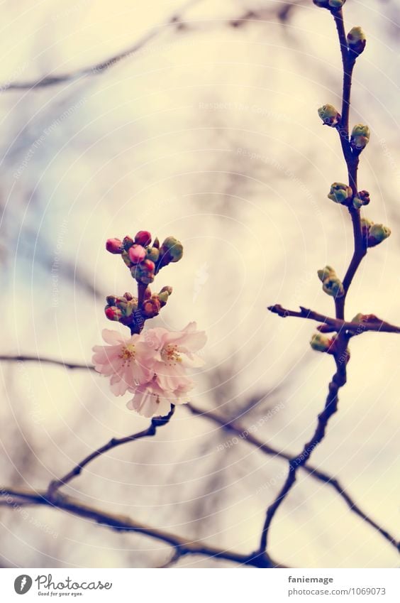 springtime Nature Plant Flower Bushes Blossom Garden Park Beautiful Pink Cherry blossom Cherry tree Blossoming Bud Branch Twig Twigs and branches Spring fever