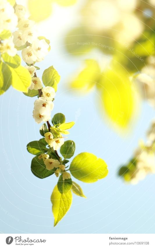 blossoms Environment Nature Sun Spring Summer Beautiful weather Tree Blossom Esthetic Happiness Fresh Bright Yellow Force White Light blue Spring fever Easy