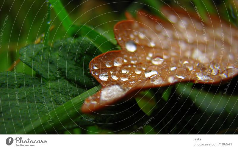 autumn Autumn Leaf Drops of water Rain Damp Wet Macro (Extreme close-up) Close-up Rope jarts