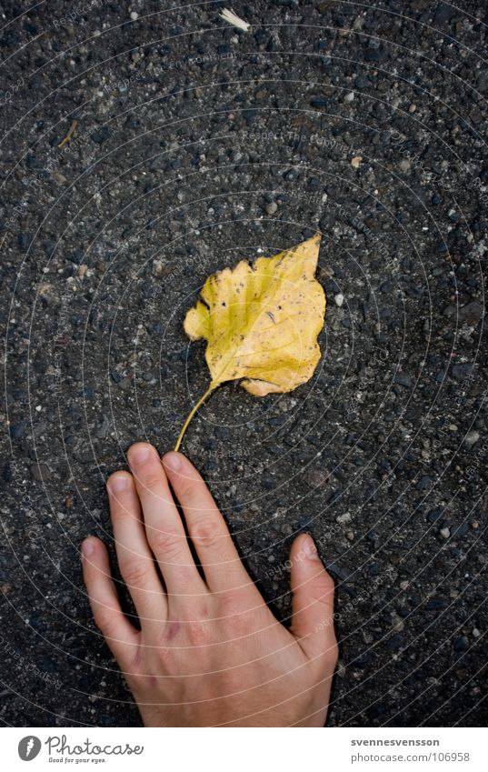 Autumn, close enough to touch. Leaf Hand Asphalt Concrete Fingers Plant Skin Catch
