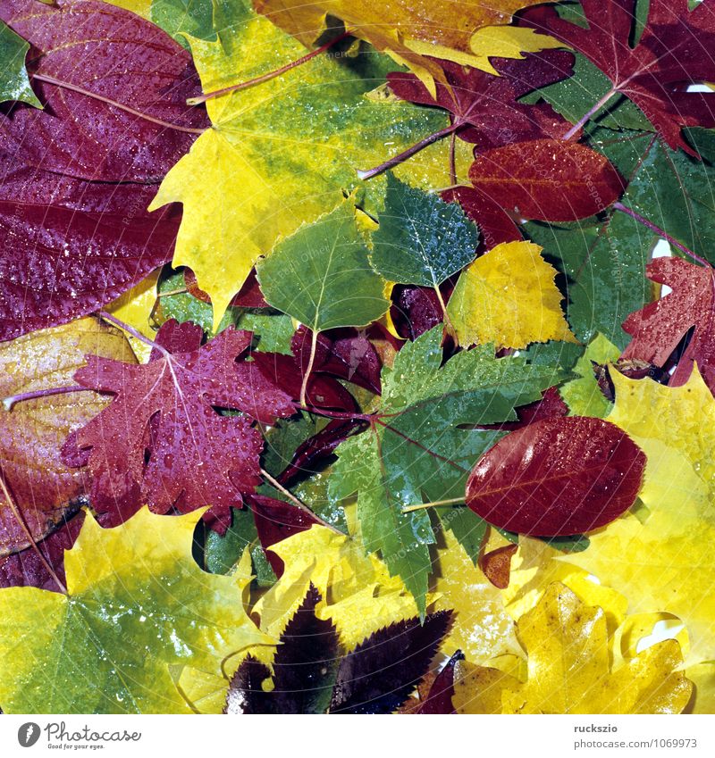 Colourful autumn leaves, Nature Plant Autumn Leaf Illuminate Wild Multicoloured Yellow Red Autumn leaves autumn impression Autumnal colours Colouring Maple leaf