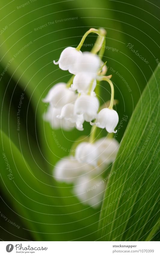 Lily of the Valley Lily of the valley Flower Blossoming Close-up Detail Nature Natural White Plant Deserted