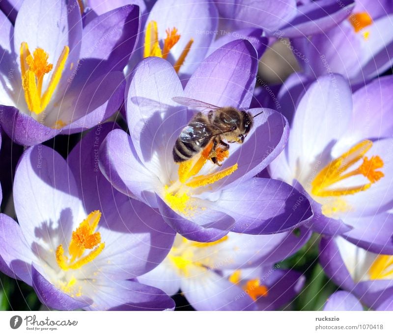 Crocus, bee; Pollenhoeschen; Apis; mellifera; Nature Plant Animal Spring Flower Wild plant Pet Bee Jump pollenhoeze apis Honey bee Insect dusting Stamen Nectar