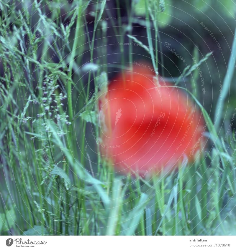 gossip rose Nature Plant Spring Summer Beautiful weather Flower Grass Corn poppy Poppy blossom Poppy field Garden Park Meadow Blossoming Exceptional Fantastic