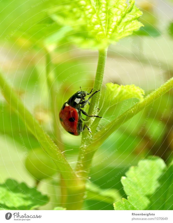 ladybugs Nature Animal Summer Beautiful weather Plant Garden Beetle 1 Flying To feed Crawl Elegant Red Leisure and hobbies Ladybird Colour photo Exterior shot