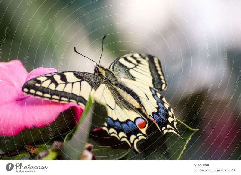 le papillon Animal Butterfly 1 Ease Swallowtail Delicate Easy Insect Wing Blossom Colour photo Interior shot Deserted Copy Space right Copy Space top