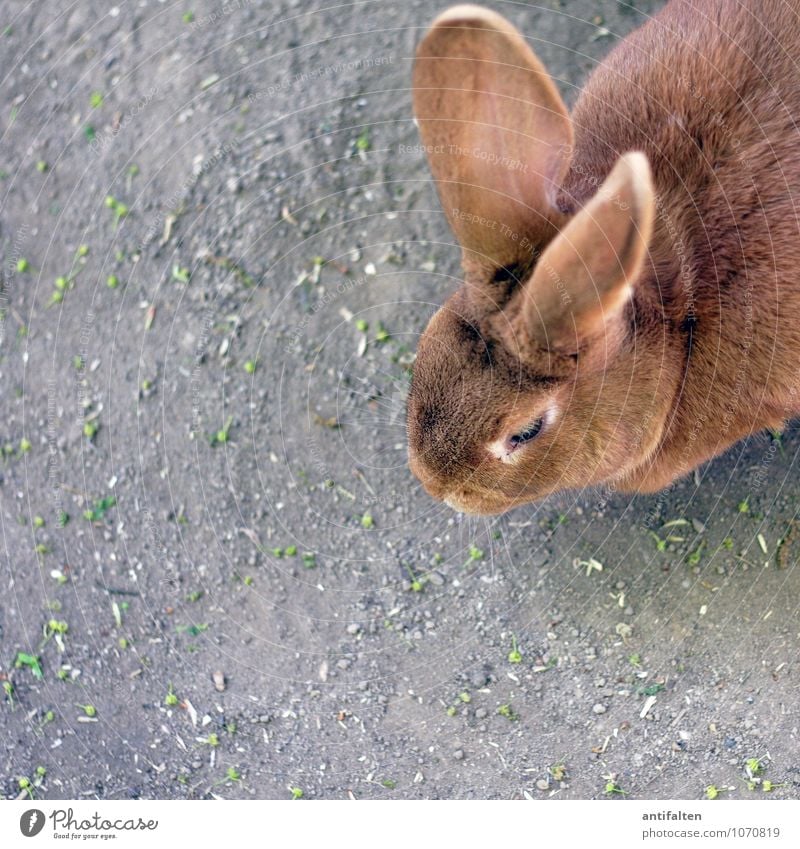 eavesdropping attack Animal Pet Animal face Pelt Zoo Petting zoo Hare & Rabbit & Bunny Hare ears Rabbit's foot 1 Observe Feeding Listening Looking Friendliness