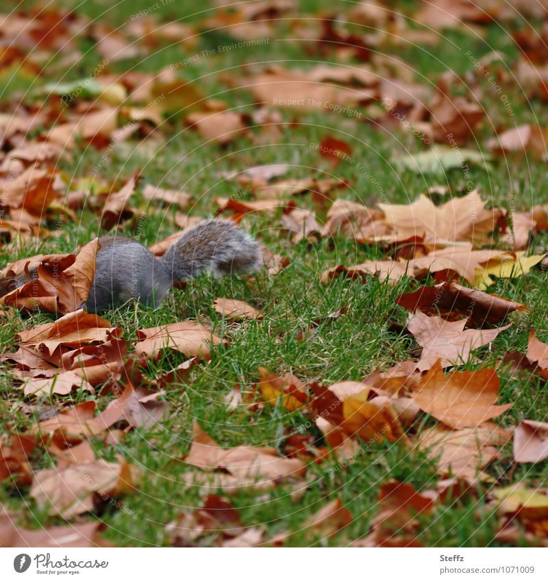 Squirrel undercover grey squirrel search Search Secretion Private illicit incognito unofficially Hiding place covert Hide Camouflage hide sb./sth. furtive
