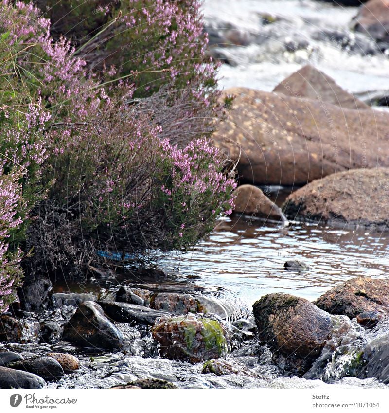 Watermark | everything flows down the stream Brook Scotland Summer in the north Scottish countryside Scottish nature Nordic romanticism Scottish summer