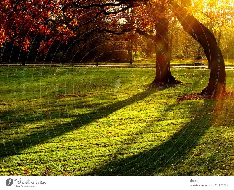 evening mood Tree Park Green Meadow Grass Growth Autumn Shadow Back-light Sunset Evening Afternoon Leaf Trimmed Garden Celestial bodies and the universe