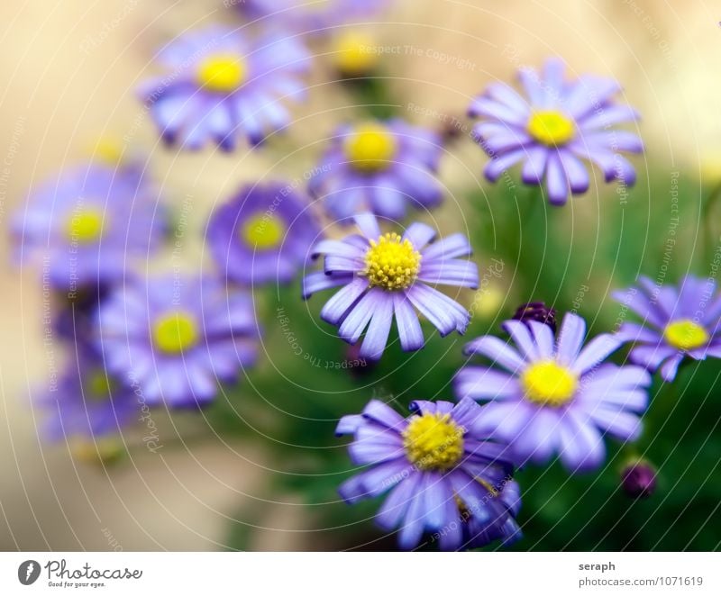 Aster flowers Stamen Arrangement stamp Flower Blossoming florescence Daisy Marguerite Growth Plant Floral Leaf Blossom leave Beauty Photography Fresh