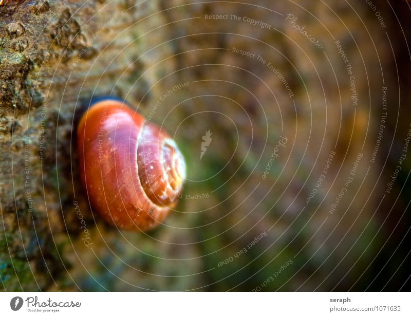 Snail Shell Animal helix fauna Nature Tree drink stem Tree bark Detail Macro (Extreme close-up) Creep Housing Forest Biology volute Spiral hermaphrodite Armour