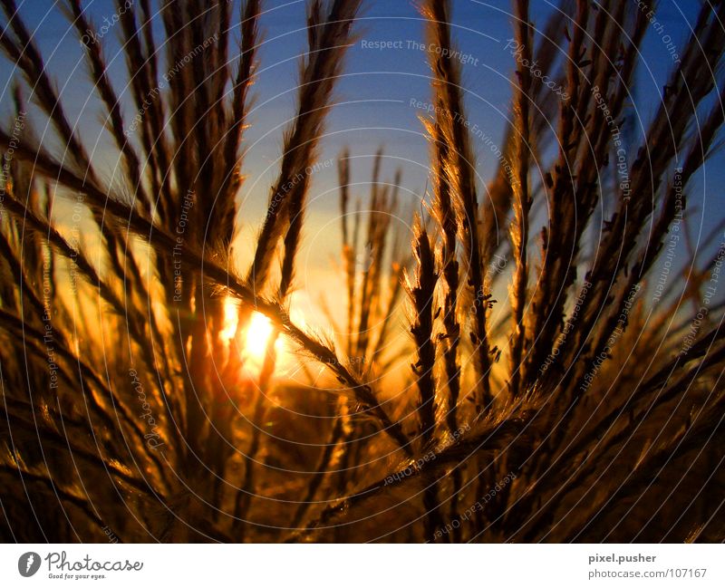 Home_Sundown Sunset Common Reed Yellow Grass Autumn Grain Sky Blue Orange Evening