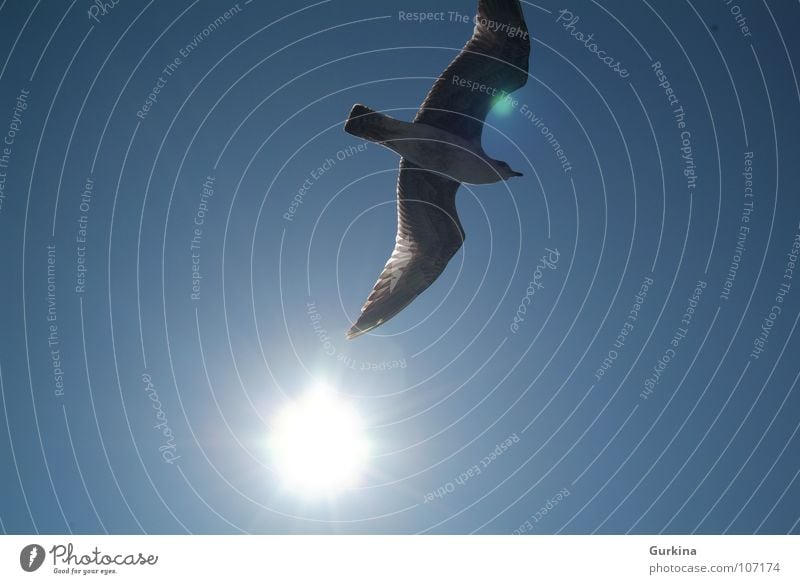 The seagull fly Summer Sky Bird Black-headed gull  sun freedom wing ocean Wind