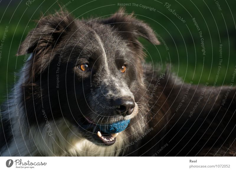 frisky Animal Pet Dog border collie Herding dog 1 Black White playmate Watchfulness Ball Blue Pelt Eyes Retrieve Playing Colour photo Subdued colour