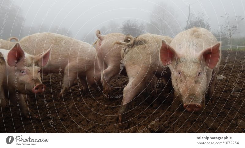 pigs Farm animal Group of animals Fragrance Eating Make Cleaning Healthy Smart Beautiful Brown Gray Pink Happiness Contentment Joie de vivre (Vitality)