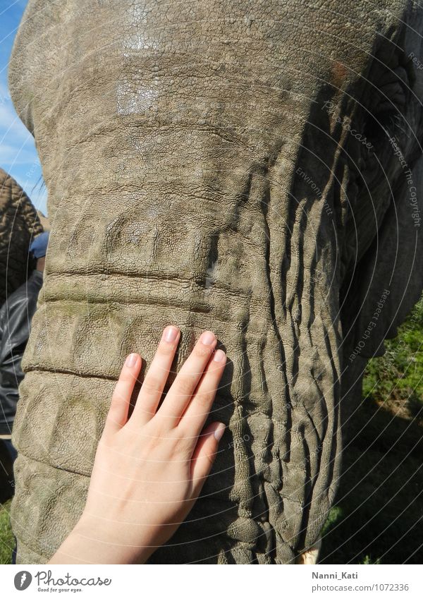 Touching Elephant Playing Vacation & Travel Tourism Trip Adventure Far-off places Freedom Safari Sun Africa South Africa Human being Hand 1 Nature Elements