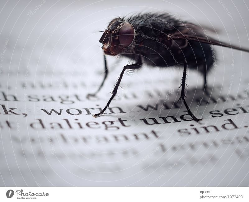 Mr. Fly and the Prophets Book Insect 1 Animal Characters Crawl Reading Wait Near Culture Stagnating Transience Bible Text Repellent Threat Colour photo