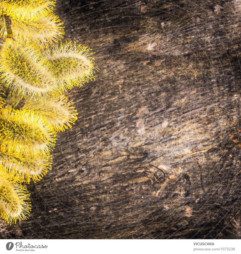 Yellow willow catkin on wood background Style Design Garden Decoration Nature Spring Plant Brown Background picture pussy Pollen April Catkin Allergy Card Wood