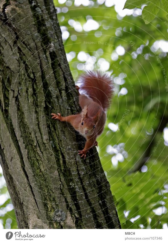 What are you? Squirrel Red Tree To hold on Tree trunk Claw Tails Bushy Cute Animal Rodent Dangerous Flexible Speed Dexterity Mammal Climbing Looking Wild animal