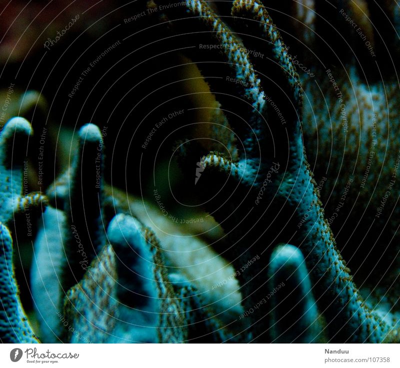 Dishwashing gloves of horror Ocean Hand Fingers Animal Exceptional Blue Whimsical Coral Nightmare Strange Eerie Marine animal Colour photo Underwater photo