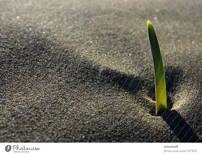 sand growth Moody Green Growth Darken Germ Germinate Image format Beach Visual spectacle Shadow play Plant Hesitate Maturing time Exterior shot Calm