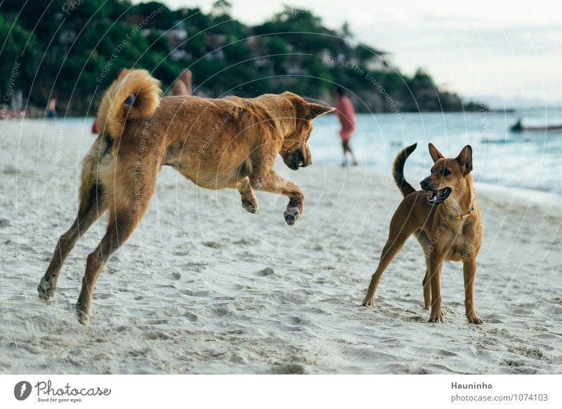 playing dogs Vacation & Travel Adventure Summer vacation Beach Sand Water Beautiful weather Tree Wild plant Ocean Thailand Animal Pet Dog Crossbreed 2