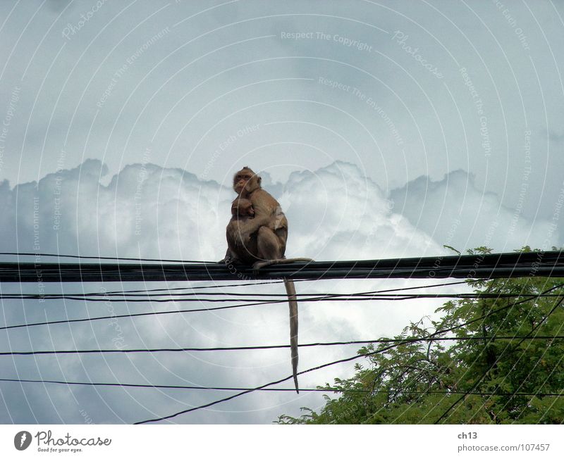 before the storm Monkeys Animal Monsoon Clouds Mammal Asia Sky monkey Thunder and lightning Rain