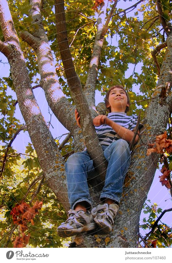 yes Boy (child) Child Tree Climbing Tall To fall Treetop Leaf Autumn Playing Contentment Image (representation) Completed Joie de vivre (Vitality) Under