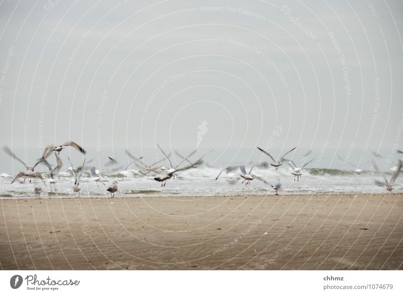departure Animal Wild animal Bird Seagull Group of animals Flock Flying Brown Fear Beach Ocean Island Shallow depth of field Swell Waves Departure Flee Hover