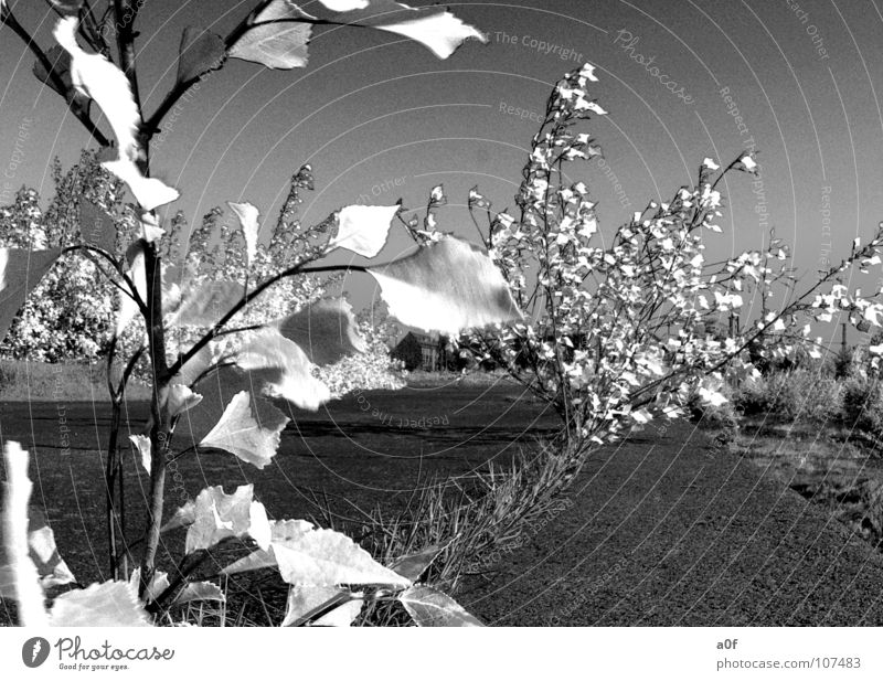 wite leaves Infrared Leaf False Tree Black & white photo without color Image editing